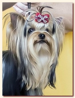 yorkshire terrier     (Be My Joy),  , , 