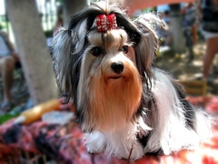 biewer yorkshire terrier Jolly Snowprincess vom Hobbid-Walde бивер Jolly Snowprincess vom Hobbid-Walde, питомник Ирикидс