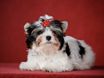 biewer yorkshire terrier Jolly Snowprincess,  