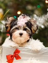 biewer yorkshire terrier Jolly Snowprincess,  