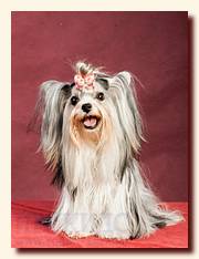 biewer yorkshire terrier Jolly Snowprincess,  