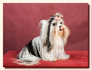  Jolly Snowprincess vom Hobbid-Walde