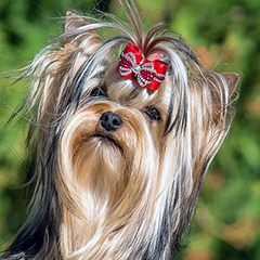 yorkshire terrier     (Be My Joy),  , , 