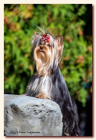 yorkshire terrier     (Be My Joy),  , , 