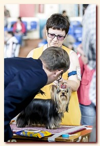 yorkshire terrier     (Be My Joy),  , , 