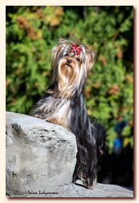 yorkshire terrier     (Be My Joy),  , , 