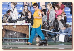 yorkshire terrier     (Be My Joy),  , , 