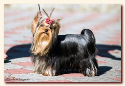 yorkshire terrier     (Be My Joy),  , , 