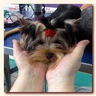 yorkshire terrier     (Be My Joy),  , , 