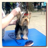 yorkshire terrier     (Be My Joy),  , , 