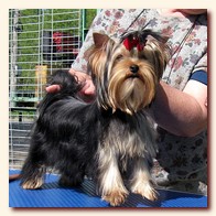 yorkshire terrier     (Be My Joy),  , , 