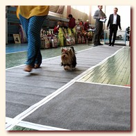 yorkshire terrier     (Be My Joy),  , , 