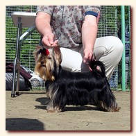 yorkshire terrier     (Be My Joy),  , , 