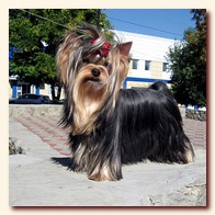 yorkshire terrier     (Be My Joy),  , , 