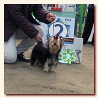 yorkshire terrier     (Be My Joy),  , , 