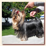 yorkshire terrier     (Be My Joy),  , , 