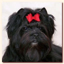    - black yorkshire terrier Chara,  , , 