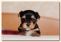     . click to view full size image