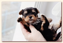     . click to view full size image
