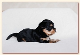     . click to view full size image