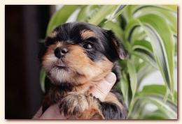     . click to view full size image