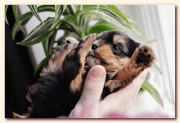     . click to view full size image