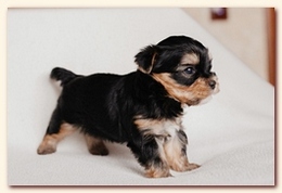     . click to view full size image
