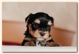     . click to view full size image