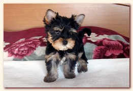   . click to view full size image