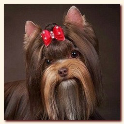      choco yorkie