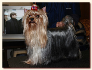 yorkshire terrier FOREVER INLOVE STRIBRNE PRANI,  , , 