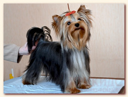 yorkshire terrier FOREVER INLOVE STRIBRNE PRANI,  , , 