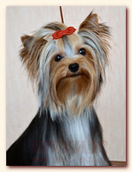 yorkshire terrier FOREVER INLOVE STRIBRNE PRANI,  , , 