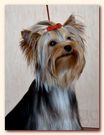 yorkshire terrier FOREVER INLOVE STRIBRNE PRANI,  , , 