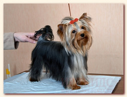yorkshire terrier FOREVER INLOVE STRIBRNE PRANI,  , , 