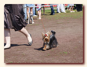 yorkshire terrier FOREVER INLOVE STRIBRNE PRANI,  , , 