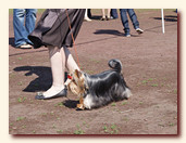yorkshire terrier FOREVER INLOVE STRIBRNE PRANI,  , , 
