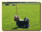 yorkshire terrier FOREVER INLOVE STRIBRNE PRANI,  , , 
