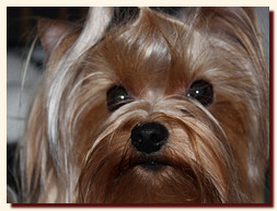 yorkshire terrier FOREVER INLOVE STRIBRNE PRANI,  , , 