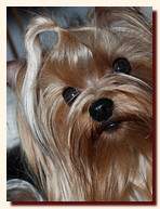 yorkshire terrier FOREVER INLOVE STRIBRNE PRANI,  , , 