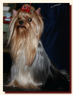 yorkshire terrier FOREVER INLOVE STRIBRNE PRANI,  , , 