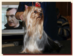 yorkshire terrier FOREVER INLOVE STRIBRNE PRANI,  , , 