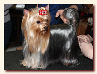 yorkshire terrier FOREVER INLOVE STRIBRNE PRANI,  , , 