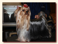 yorkshire terrier FOREVER INLOVE STRIBRNE PRANI,  , , 