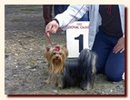 yorkshire terrier FOREVER INLOVE STRIBRNE PRANI,  , , 