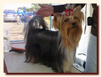 yorkshire terrier FOREVER INLOVE STRIBRNE PRANI,  , , 