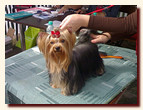 yorkshire terrier FOREVER INLOVE STRIBRNE PRANI,  , , 