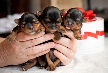 продаются щенки йорка yorkshire terrier