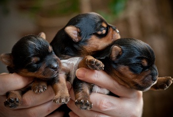 продаются щенки йорка yorkshire terrier