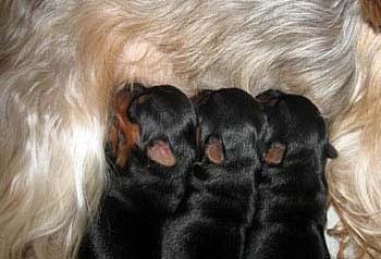 продаются щенки йорка yorkshire terrier